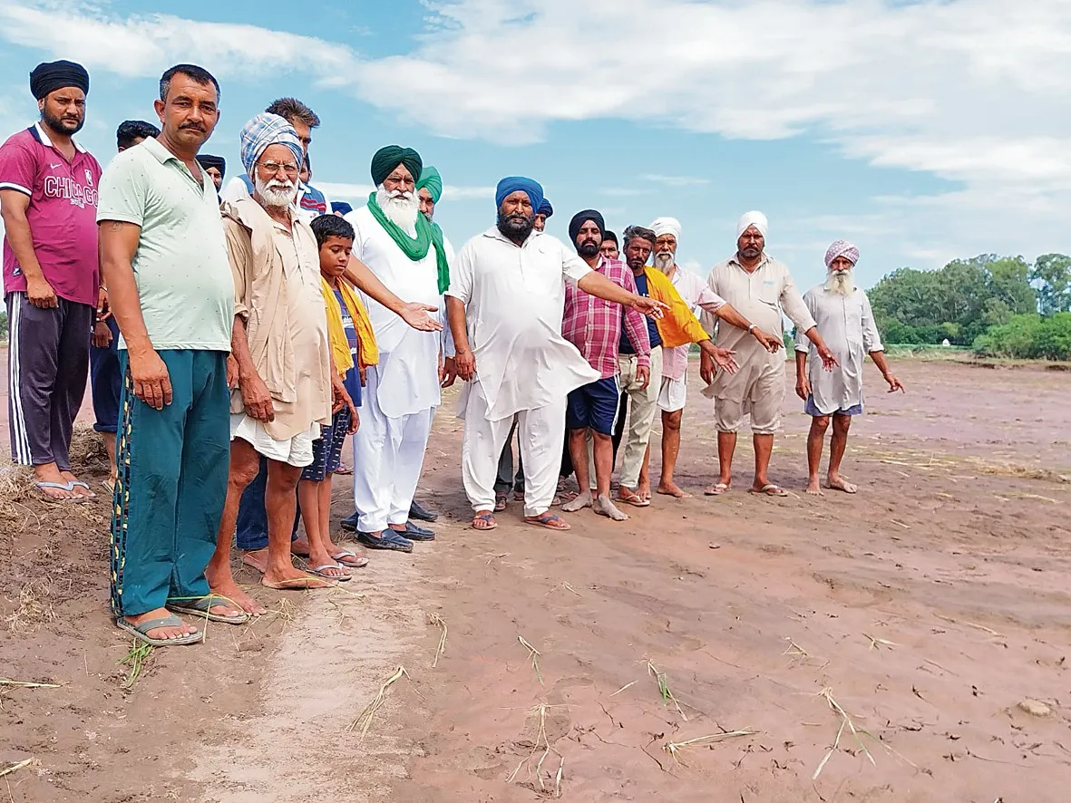 ਘੱਗਰ ਦੇ ਪਾਣੀ ਕਾਰਨ ਤਬਾਹ ਹੋਈ ਝੋਨੇ ਦੀ ਫ਼ਸਲ ਦਿਖਾਉਂਦੇ ਹੋਏ ਕਿਸਾਨ। 