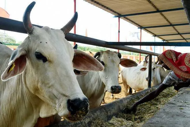 Punjab: 20 cows dead, many sick; Demonstration by Hindu organizations