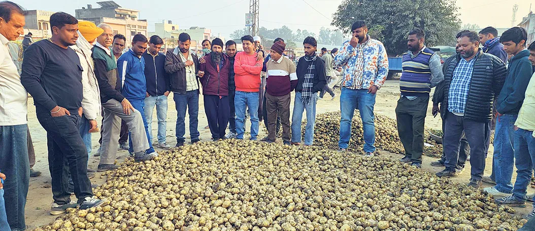 Potato prices fell due to increased arrivals