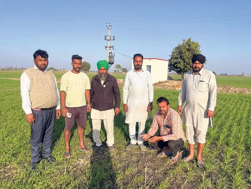 A large area of ​​wheat was licked by the white and pink sundi in Mahal Kalan