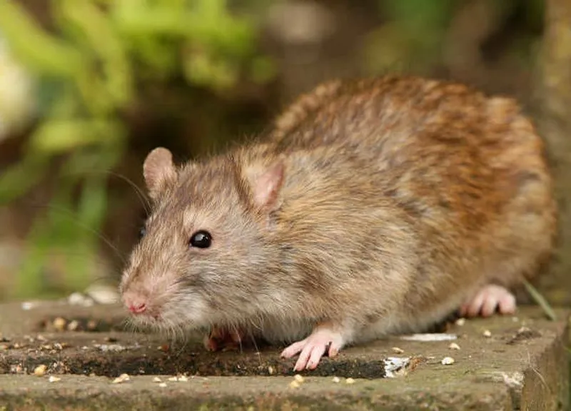 A 10-year-old child died due to rat bite during treatment in a government hospital