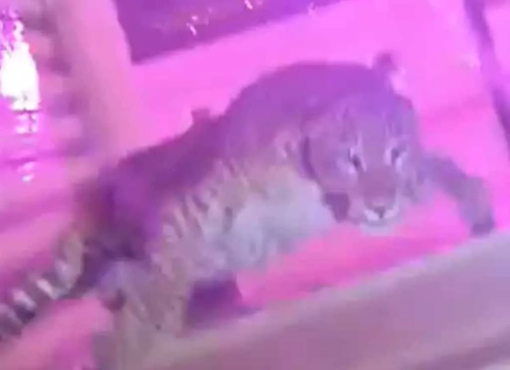 Leopard AT Wedding Ceremony Ceremony Lucknow was trapped in a wedding function in Lucknow, trapped in the car hours during the car