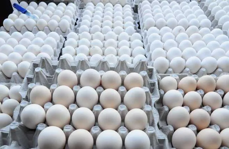 One lakh egg was theft secrets
