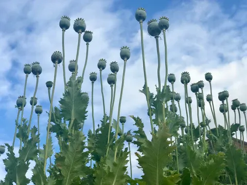 Poppy Custivation: Aphim’s fonder Jharkhandanjanjanians have illegal agriculture in more than 19 thousand cricks