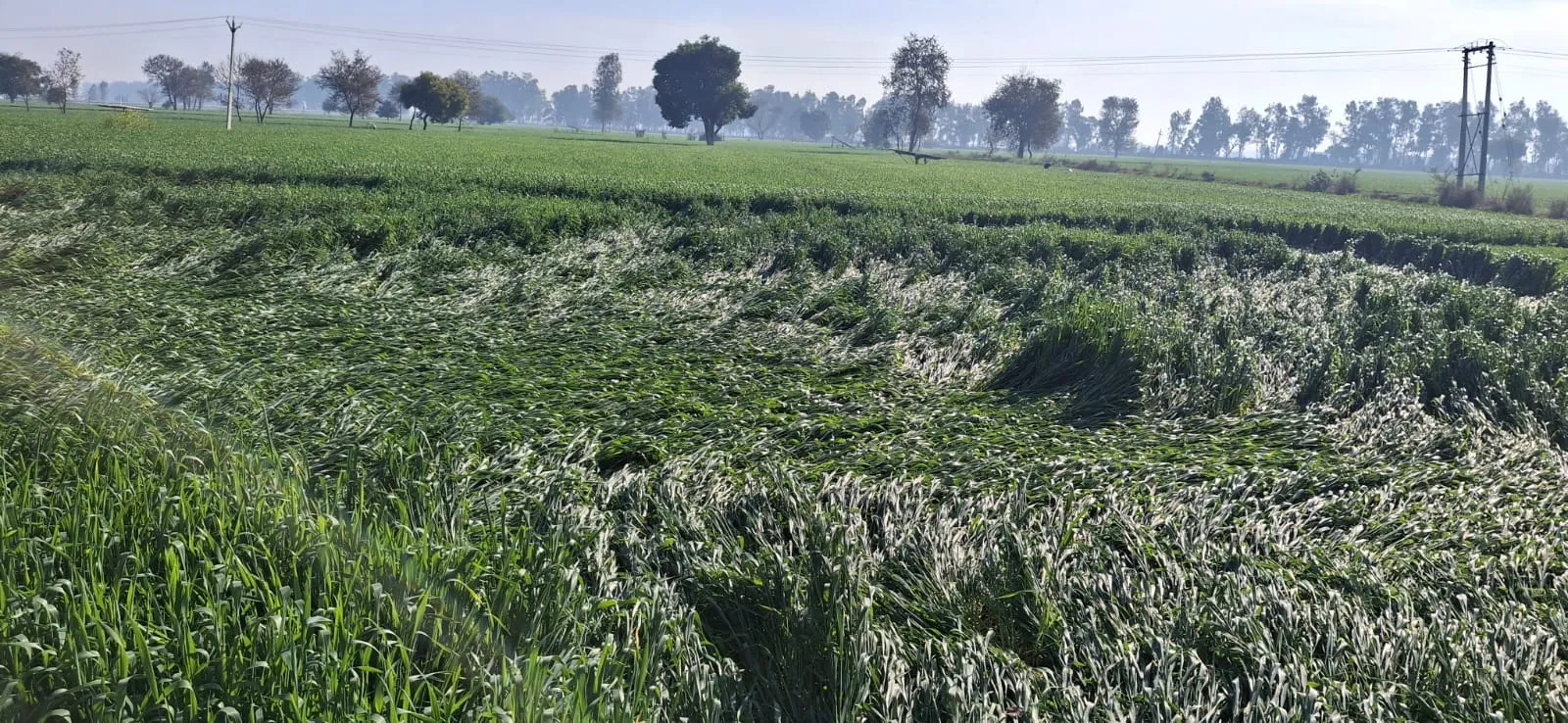 Rain, temperature fell to three degrees in Punjab and Haryana