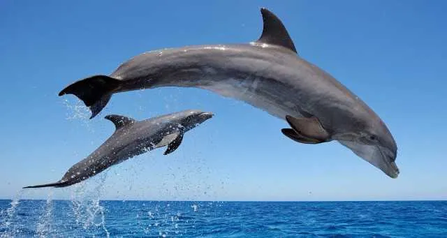 Dolphins in Indian rivers 6327 dolphins, in the most UP